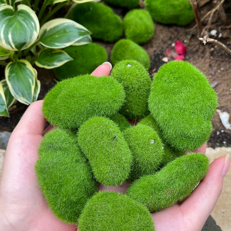 50/5 SZT. Sztuczne piankowe ka – Bonsai Rock Garden recenzja i cena